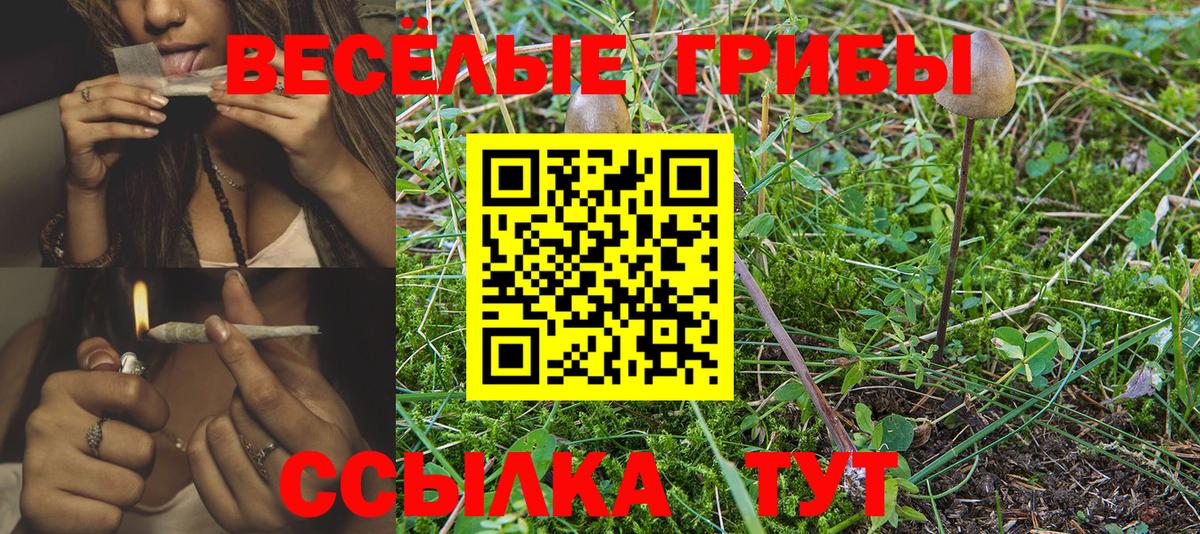 Вязьма  Псилоцибиновые грибы Psilocybine cubensis  даркнет сайт  Галлюциногенные грибы мицелий  Вход с VPN 